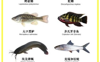 盐城大丰水产养殖名录有哪些品种？