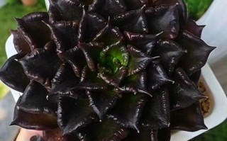 多肉黑王子到底有多少品种？