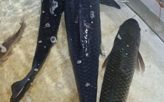 养殖黑鱼种什么草最好