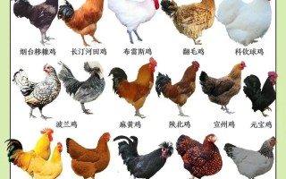 小鸡品种有哪些？图片大全看这里！