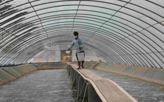 养殖白对虾的大棚用什么清毒