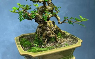 盆景木本一般都是品种