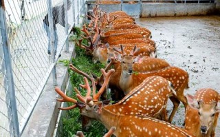 梅花鹿养殖视频里饲养方法有哪些要点？
