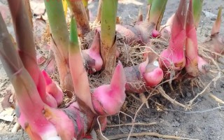 南姜何时种？方法有哪些关键点？