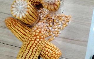 今年高产玉米种子品种有哪些？