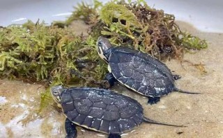 石龟龟苗价格现在多少