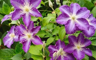 铁线莲哪个品种生长速度最快？