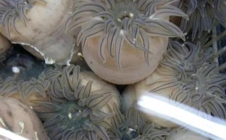 海浪花与河东水产有何关联？