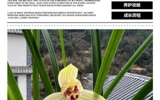 黄金荷是何种兰花品种？