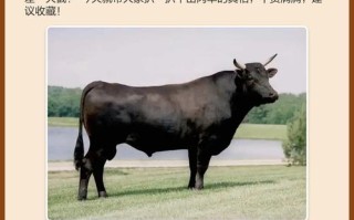 如何提高喂牛净肉率？