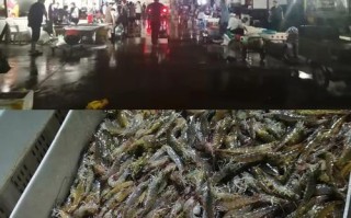 烟台最大水产批发市场在哪？