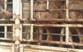 新品种黄牛母牛该如何高效饲养？