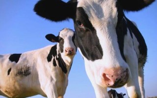 奶牛天生就是专门产奶的牛吗？