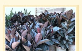 印度橡皮树怎么繁殖？