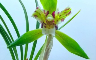 市场上最好的兰花品种究竟是什么？