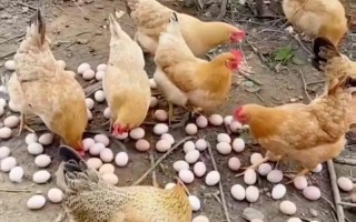 母鸡吃好几个月的鸡饲料为什么不下蛋