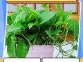 绿萝怎么养？看图学养殖技巧