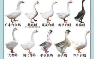 哪些鹅品种适合旱养？