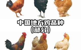 什么品种土鸡市场最畅销？