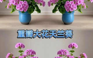 天竺葵花有哪些多样品种？