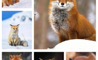 中国最有名的狐狸品种是哪种？