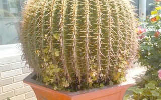 金琥怎么养？养护有哪些注意事项？