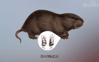 银星竹鼠是否为优质竹鼠品种？