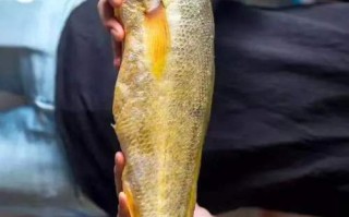 石首鱼具体包含哪些品种？