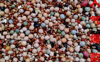 种鸽喂养幼鸽的饲料是什么