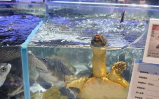 超市水产养殖怎么不死