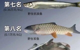 国内最贵水产是什么？价格有多高？