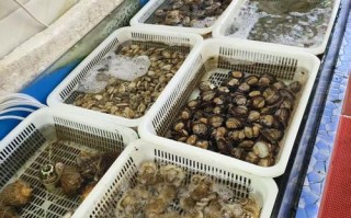 海南野生海鲜水产公司有何特色？