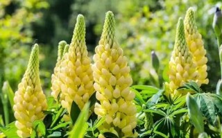 羽扇豆怎么养才能爆花？