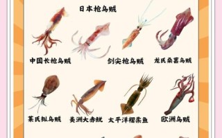 养殖鱿鱼吃什么为生