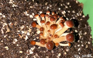 茶树菇怎么种？关键技术与方法有哪些？