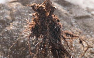 月季老桩怎么快速生根？