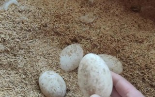 辽宁养殖选什么蛋鹅品种好？