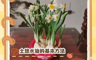 夏季水仙花怎么养？