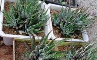 条纹十二卷怎么扦插易成活？