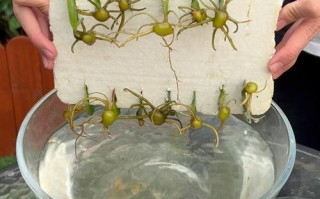 金钱树叶插怎么繁殖？