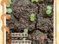 多肉种植视频哪里下载？