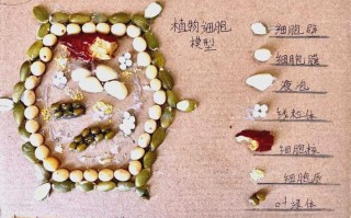 固定化细胞方法有哪些？