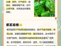 紫苏怎么养？有哪些注意事项？