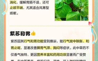 紫苏怎么养？有哪些注意事项？