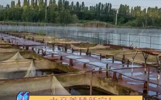 养殖对虾什么时候需要泼碳源