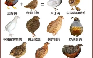 哪种鹌鹑品种产蛋量最高？