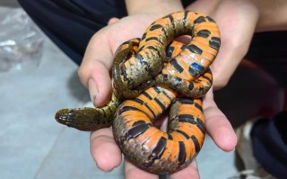 哪种无毒蛇养殖最赚钱？