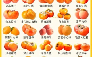 家庭柿子品种如何挑选种植？