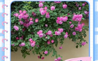 蔷薇花何时种？怎么种才好？