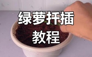 绿萝土插怎么操作？步骤有哪些？